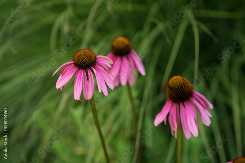 The inflorescences have crateriform to hemispheric shaped involucres