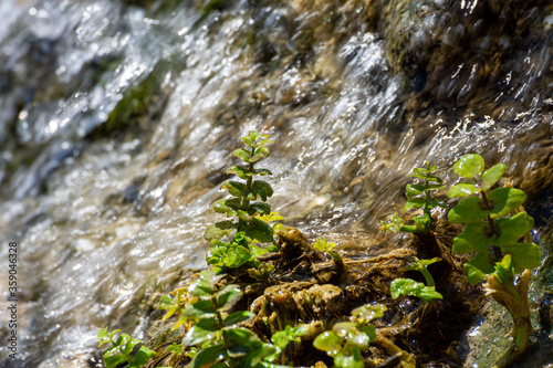 Detail of small green plants wet by the water of a waterfall in the forest