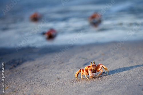 Orange crabs on the beach