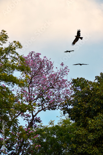 birds in flight