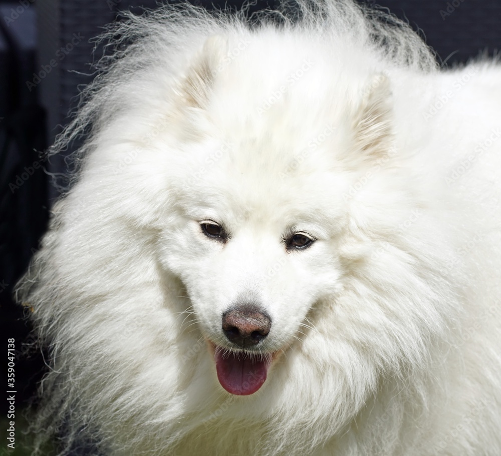 Samojede (Samoiedskaia Sabaka) Samojede (Samoiedskaia Sabaka)