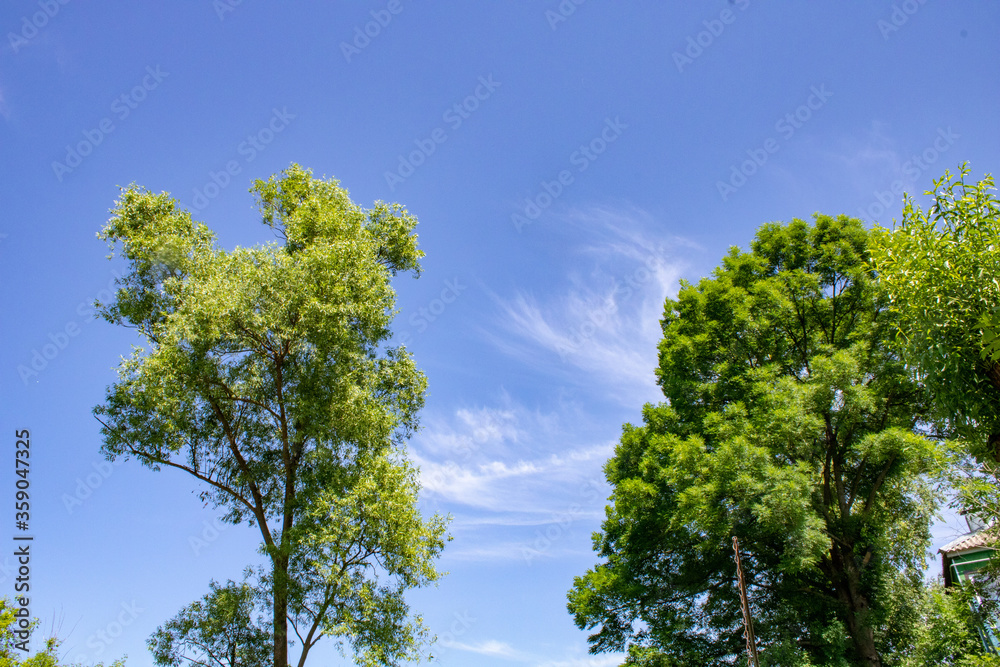 Beautiful fluffy green trees against a bright sky. Beautiful fluffy green trees against a bright sky.