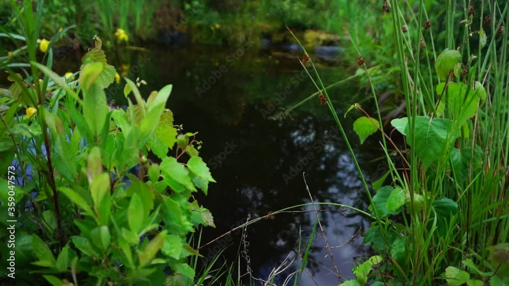 Rain drops falling in the garden pond (Seamless Loop) Rain drops falling in the garden pond (Seamless Loop)