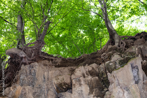 Strange, odd trees with tangled roots sticking out of the ground. Green foliage in the background. 