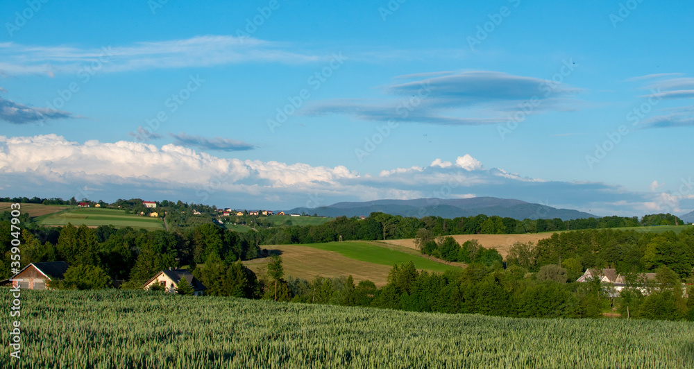 Country landscape. Hills and fields. Summer. Green field of barley. Clear blue sky. Warm light. Mountains and forest in the distance. Countryside holidays.