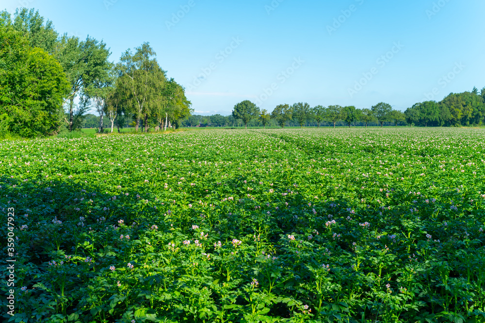 Farming in Netherlands, blossoming potato field in sunny day