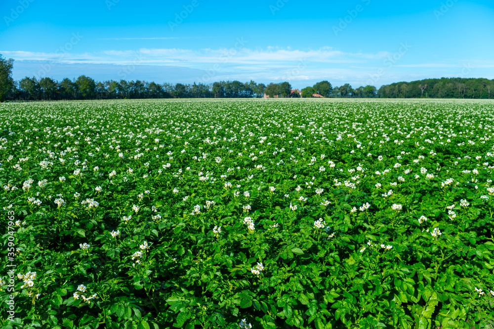 Farming in Netherlands, blossoming potato field in sunny day