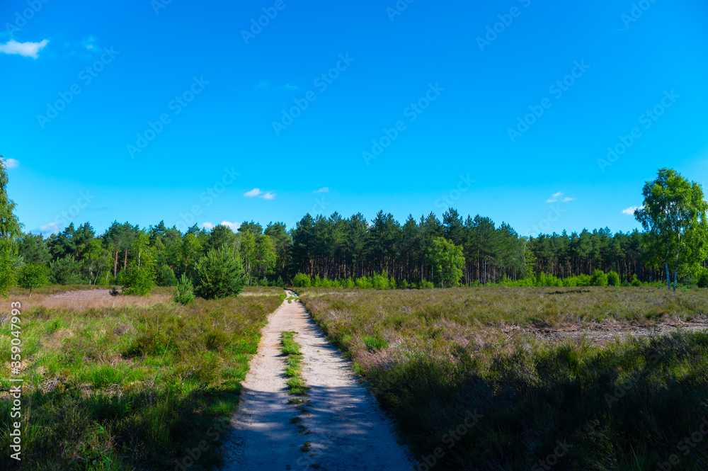 Summer vacation destination in Europe, green Kempen forest and meadows in North Brabant, Netherlands in sunny day Summer vacation destination in Europe, green Kempen forest and meadows in North Brabant, Netherlands in sunny day