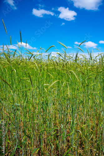 Green fields of ripening rye grain plants in sunny day