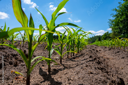 Young green sweet corn plants growing on farm field © barmalini