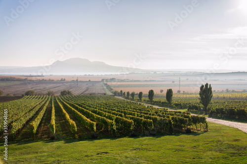 Beutiful green vineyard with Devin and Palava mountains in background on banks of Nove Mlyny water reservoir near Pavlov, South Moravia, Czech Republic, sunny summer day photo