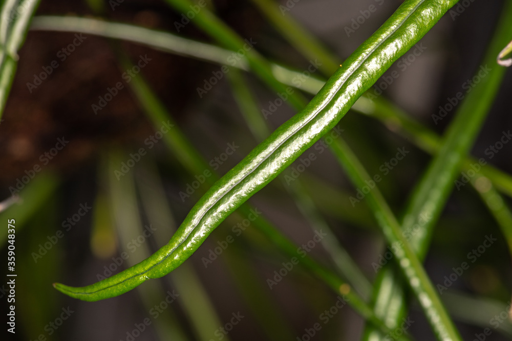 Obraz premium Narrow-leaf Strap Fern (Campyloneurum angustifolium)