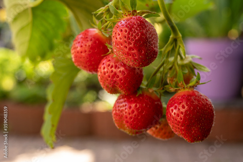 Sweet ripe red strawberry hanging on plant in garden