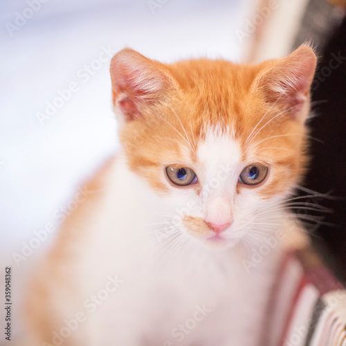 Sad red and white kitten © Koufax73