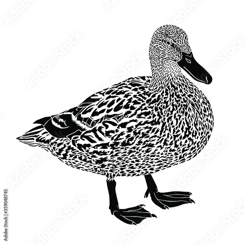 Hand-drawn black and white stylized duck. Realistic bird on white background in tatto or vintage engraving style. Vector illustration art.