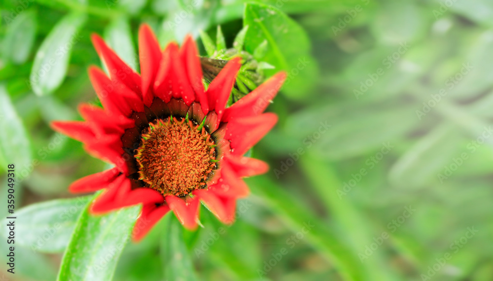 Beautiful red flower in ornamental plant pot, called Gazania splendens in our garden next house. Sunny weather. Copy space for text or description. Beautiful red flower in ornamental plant pot, called Gazania splendens in our garden next house. Sunny weather. Copy space for text or description.