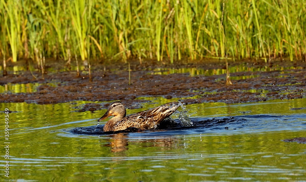 Mallard duck.Natural scene from Wisconsin conservation area.The photo was taken at sunset at the golden hour. Mallard duck.Natural scene from Wisconsin conservation area.The photo was taken at sunset at the golden hour.