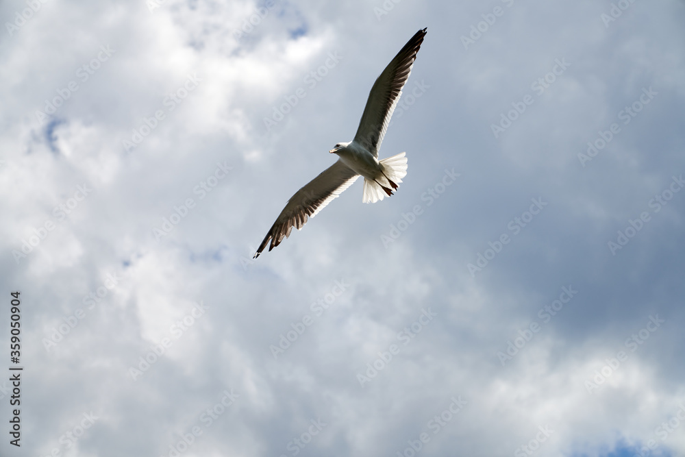 Seagull flying fast in the strong wind. Shot at Vollen, Asker, Norway. Seagull flying fast in the strong wind. Shot at Vollen, Asker, Norway.