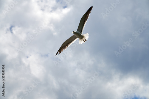 Seagull flying fast in the strong wind. Shot at Vollen  Asker  Norway.
