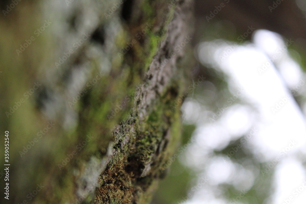 moss on tree trunk