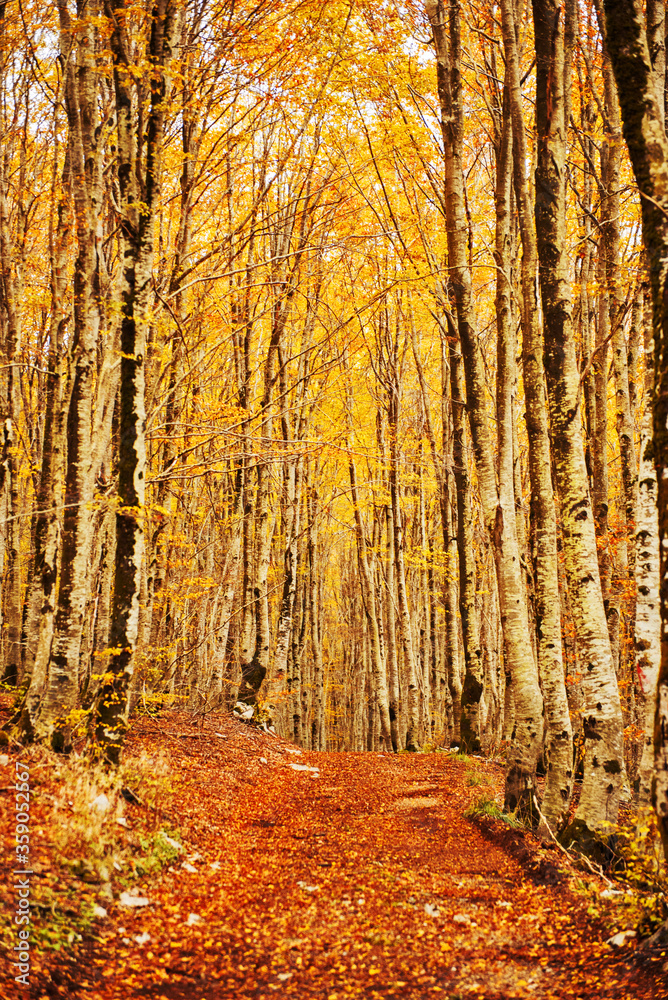 Obraz premium Path through the beech forest in autumn