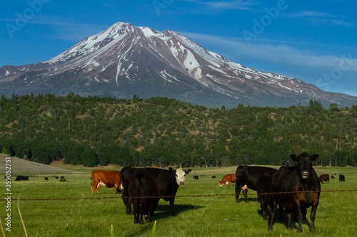 Sustainable organic cattle farming in Shasta, California
