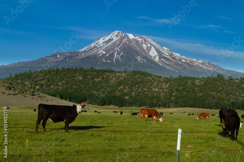 Cows grazing on a green organic pasture in Shasta, California