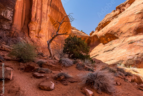 Vegetation adjacent to the Ear of the Wind arch in Monument Valley tribal park in springtime photo