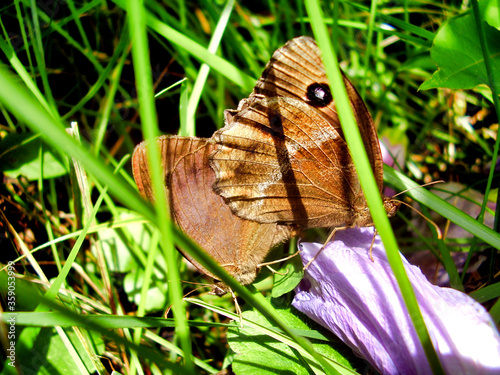 Minois Dryas Butterflies mating in meadow grassland photo