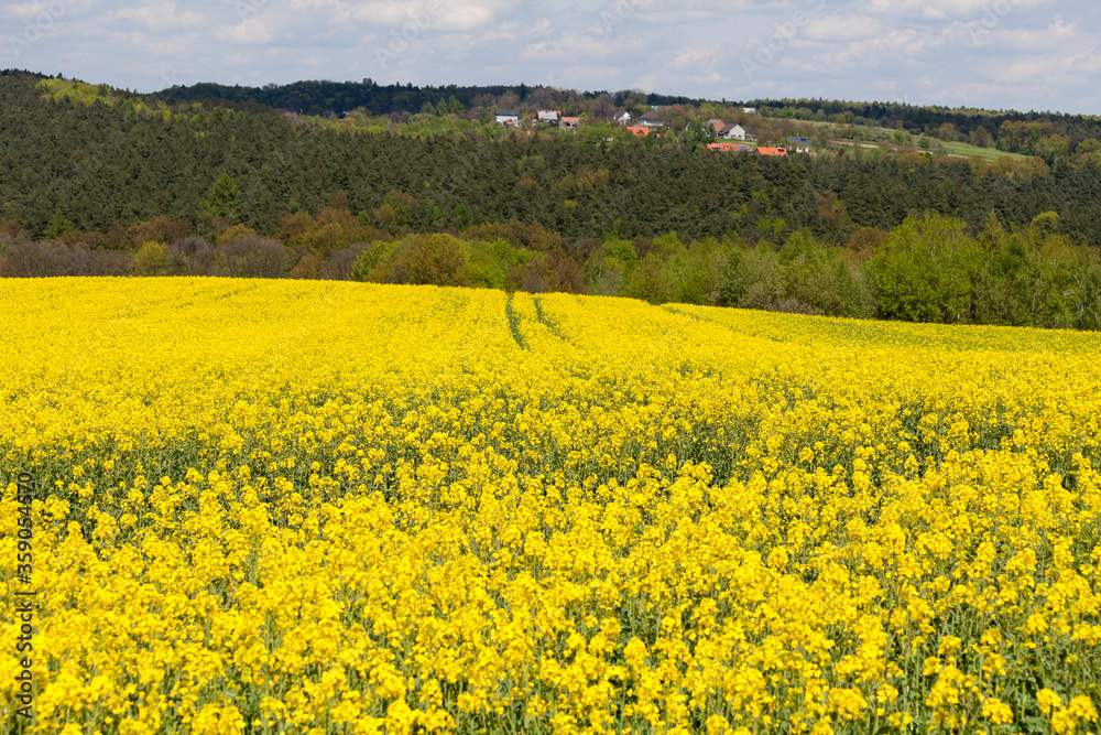 Field of blooming canola, rapeseed yellow flowers, rural landscape