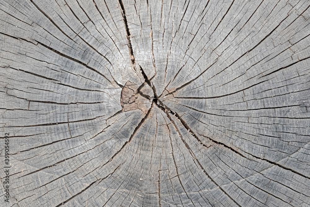 Fototapeta premium Closeup of a wood texture background