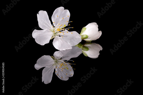Apple tree blossom isolated on black background, close up. White delicate spring flowers.