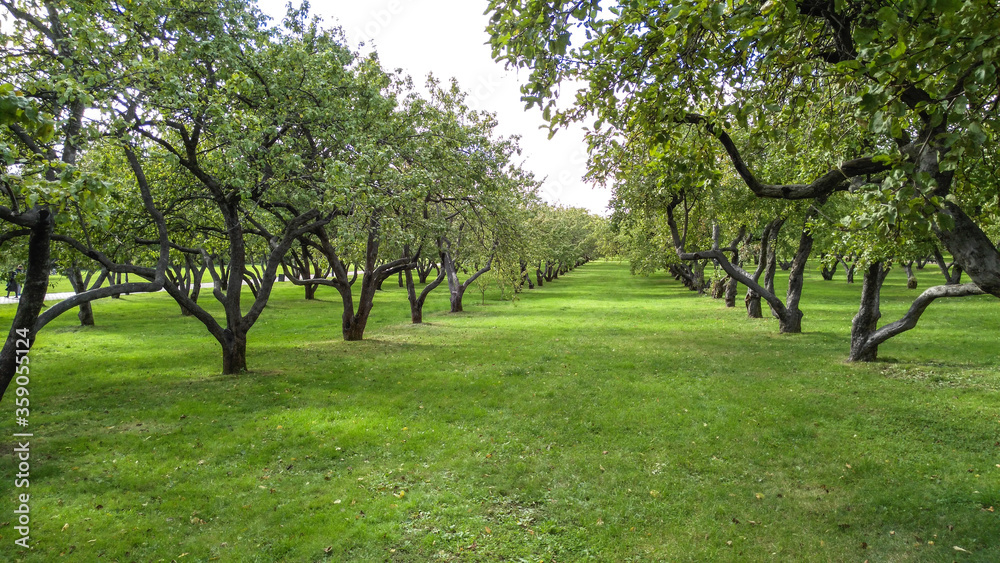 Apple orchard in Kolomensky park. Apple orchard in Kolomensky park.