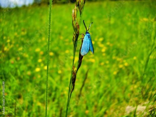 Scarce Forester Moth (Jordanita Globulariae) resting on a grass stalk