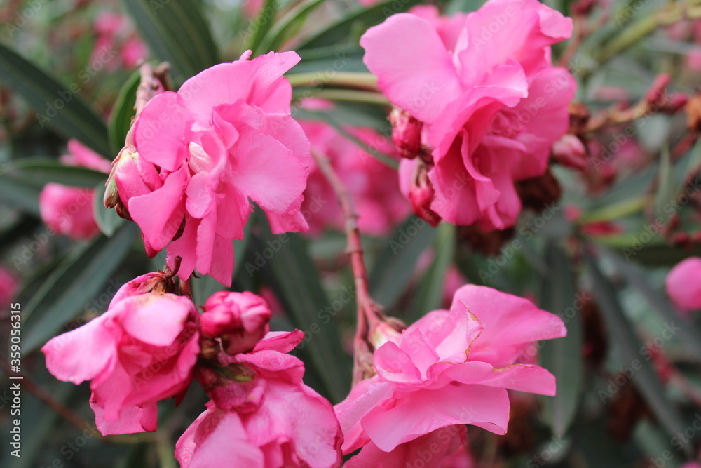 Fototapeta premium Нежность лета. Турция 2018 год