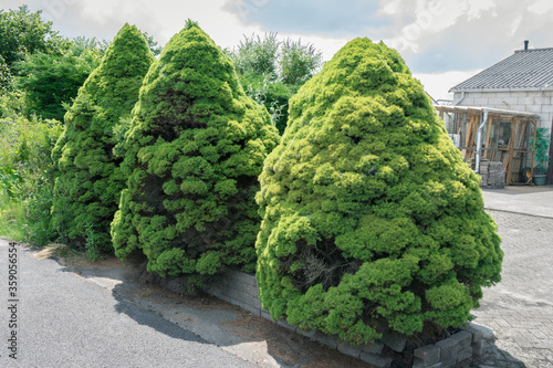 Three spruce with dense foliage that resemble dwarfs. Tree's name is White spruce or Picea glauca 'Conica'. photo