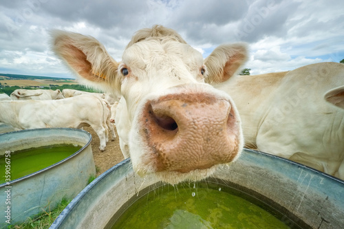 Vache charolaise dans le vexin français