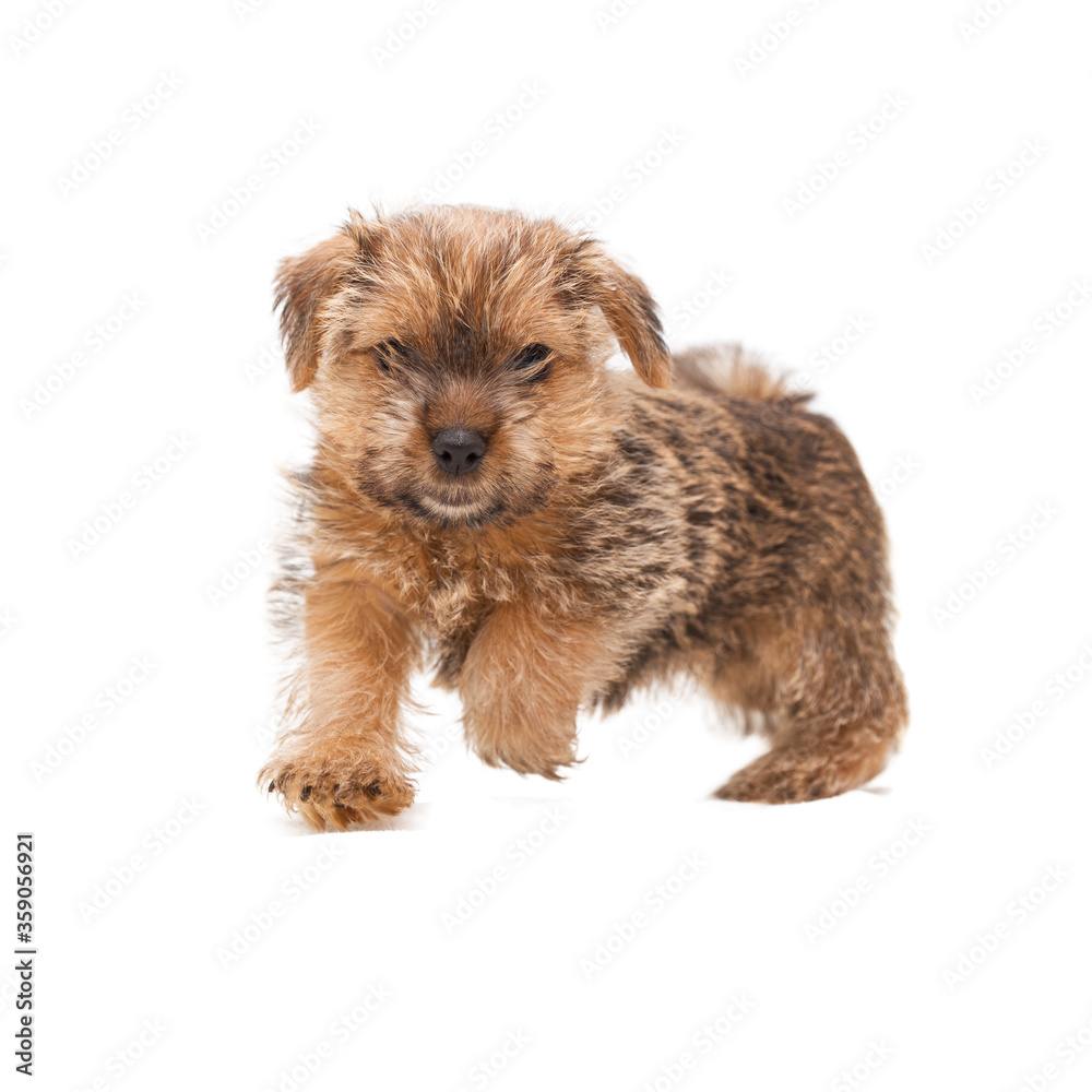 Norfolk Terrier running Norfolk Terrier running