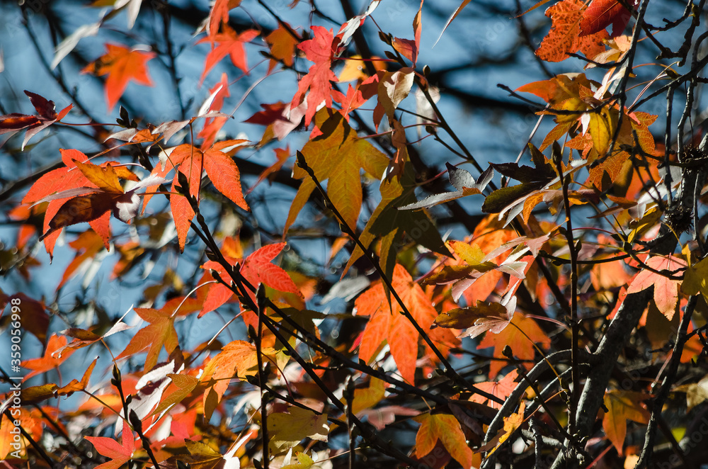 Hojas ocres del árbol en otoño. 5 Hojas ocres del árbol en otoño. 5