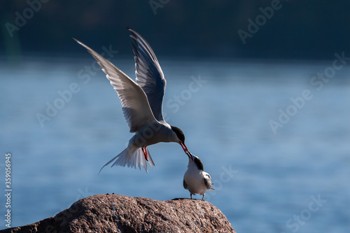 Common tern feeding Its adorable chick photo