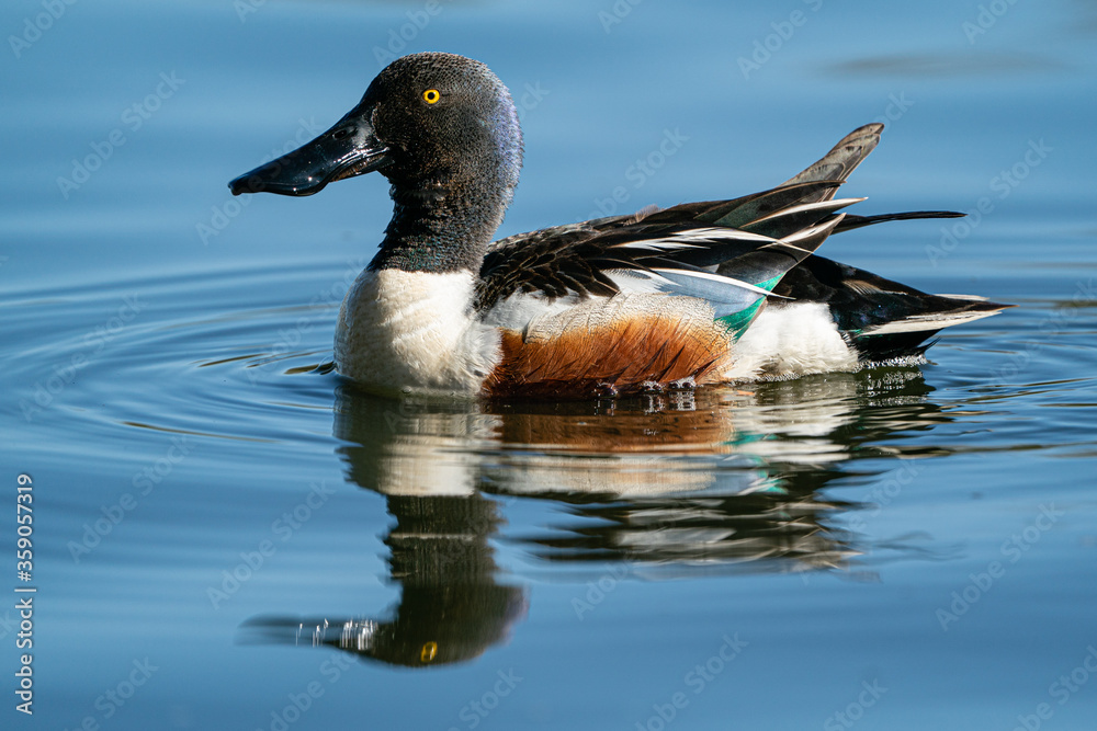Fototapeta premium Northern Shoveler male