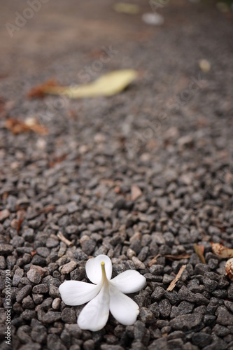 Plumeria fall on the stone floor (common name Frangipani). white flower with brown soil background