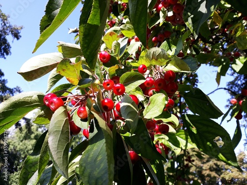 Branches with fruits of Malus Hupehensis, common names Chinese crab apple, Hupeh crab or Tea crabapple tree. photo