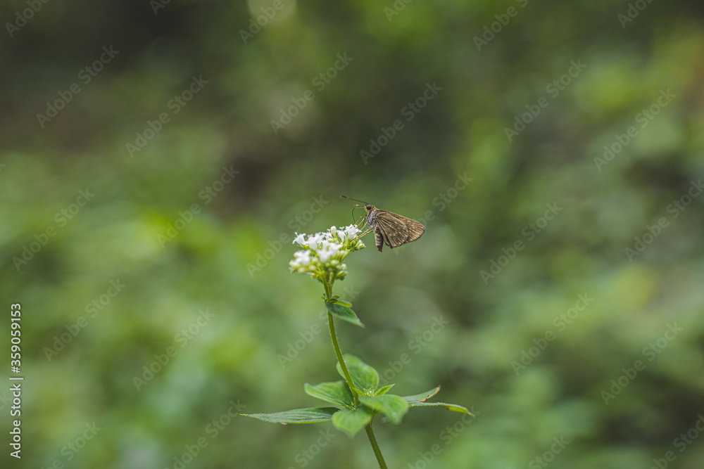 Borboletinha