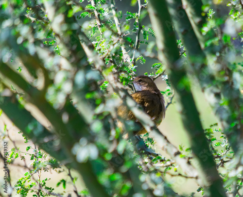 hornero pájaro de color canela posado en rama