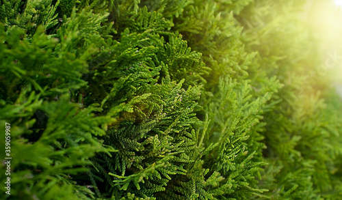 Blurred thuja hedge with sun and sunbeams background