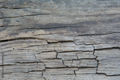 The texture of the old gray cracked Board