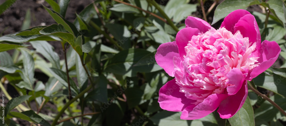 image of beautiful flowers in the garden close-up