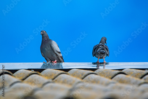 Pigeons are sitting on the roof against the sky.