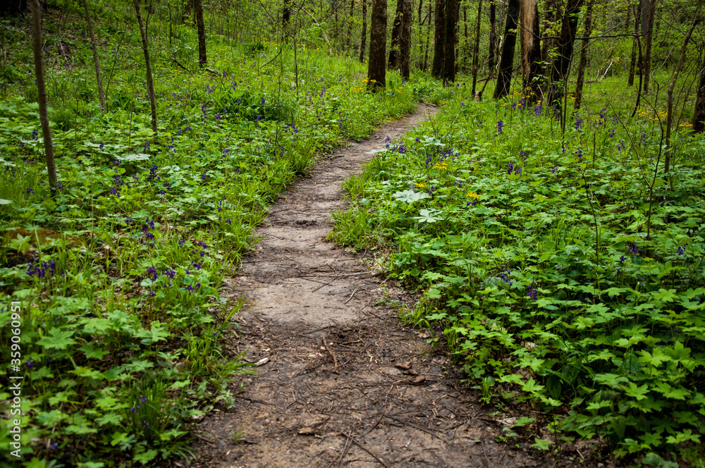 Path in the Woods Path in the Woods